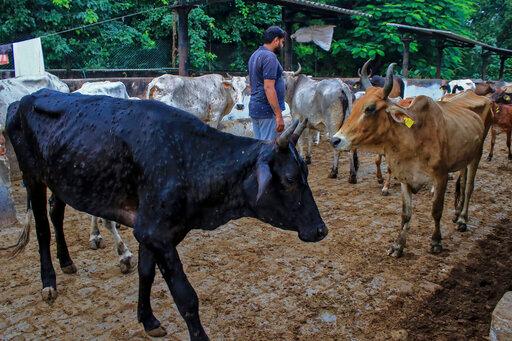 India Cattle Disease