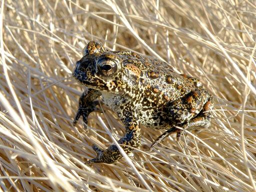 Endangered Toad Geothermal Plant