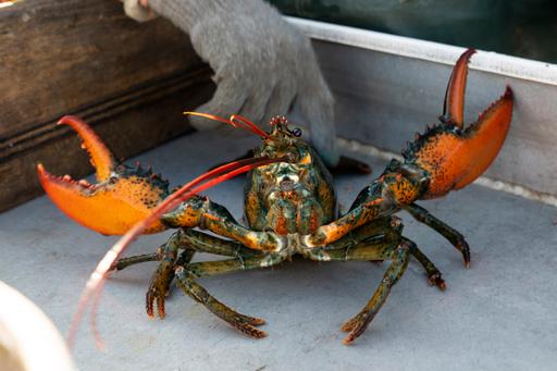 Maine Lobster Spat