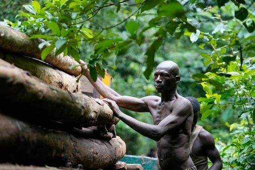 Nigeria Deforestation Logging