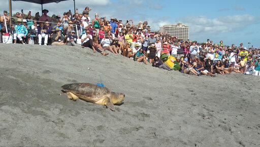 Sea Turtle Release