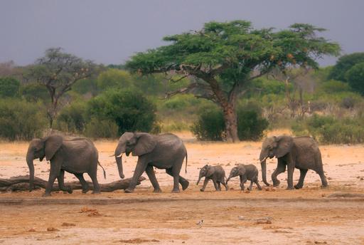 Elephants for Food