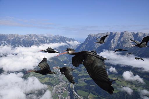 Germany Northern Bald Ibis