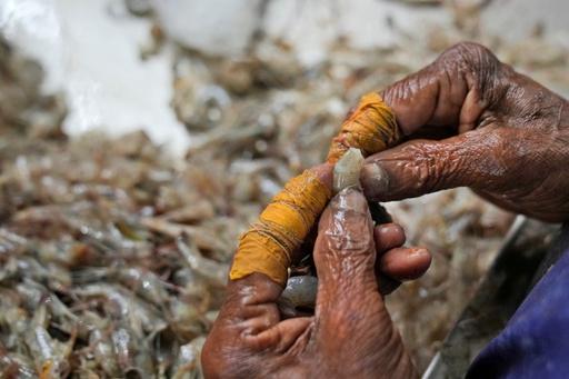 Oceans-Fisheries-Indian Shrimp